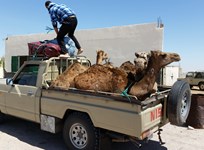 09 der gute alte Hilux muss 4 Kamele als Passagiere meistern......