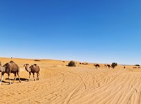 14 Erg Chebbi Dünen Dezember 2022